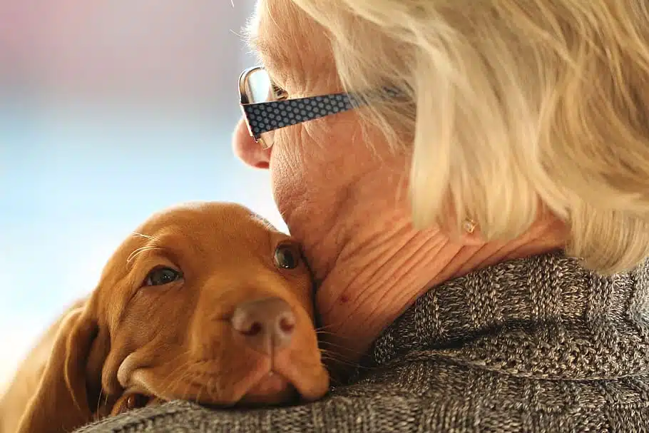 pet trust, estate plan, estate planning
